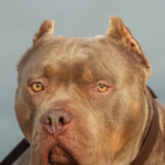 video-—-florida-man-rescues-63-year-old-from-dog-attack:-‘god-putting-me-in-the-right-place-at-the-right-time’