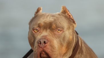 video-—-florida-man-rescues-63-year-old-from-dog-attack:-‘god-putting-me-in-the-right-place-at-the-right-time’