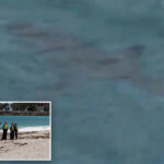 shark-kills-swimmer-in-attack-off-australian-beach-as-witnesses-recall-seeing-‘pool-of-blood’