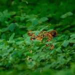 scientists-discover-new-wild-cat-species-for-first-time-in-100-years