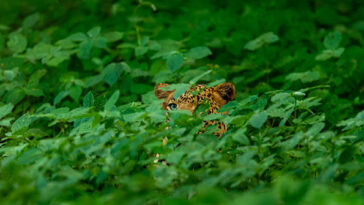 scientists-discover-new-wild-cat-species-for-first-time-in-100-years