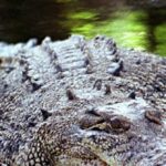 watch:-600+-crocodiles-infest-river-to-host-brisbane-2032-olympic-rowing