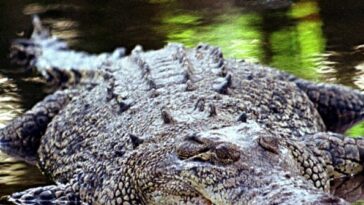 watch:-600+-crocodiles-infest-river-to-host-brisbane-2032-olympic-rowing