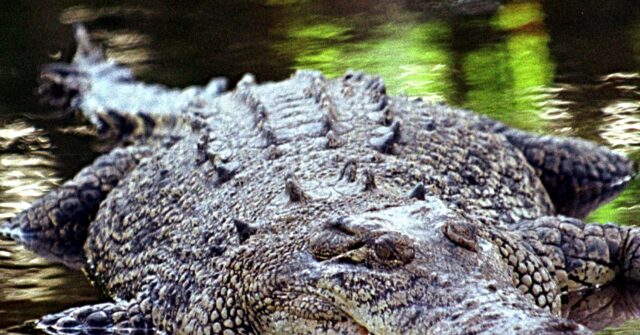 watch:-600+-crocodiles-infest-river-to-host-brisbane-2032-olympic-rowing