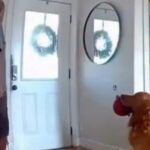 going-viral:-golden-retriever-brings-stuffed-toy-to-intruder-as-police-drone-chases-trespasser-through-san-diego-home-(video)
