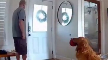 going-viral:-golden-retriever-brings-stuffed-toy-to-intruder-as-police-drone-chases-trespasser-through-san-diego-home-(video)
