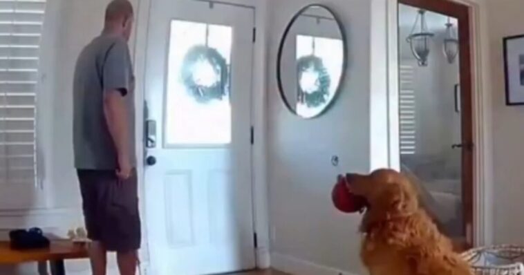 going-viral:-golden-retriever-brings-stuffed-toy-to-intruder-as-police-drone-chases-trespasser-through-san-diego-home-(video)