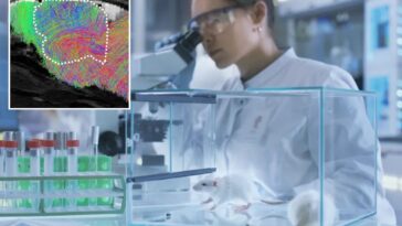 stanford-geniuses-create-lab-rats-with-half-human-brains