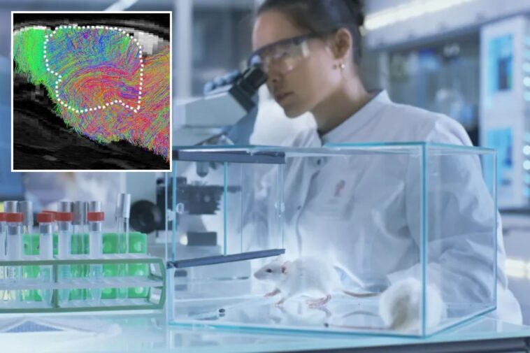 stanford-geniuses-create-lab-rats-with-half-human-brains