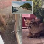 mountain-lion-spotted-prowling-in-san-francisco-yards-as-officials-issue-warning-to-neighbors