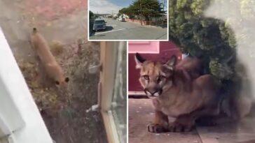 mountain-lion-spotted-prowling-in-san-francisco-yards-as-officials-issue-warning-to-neighbors
