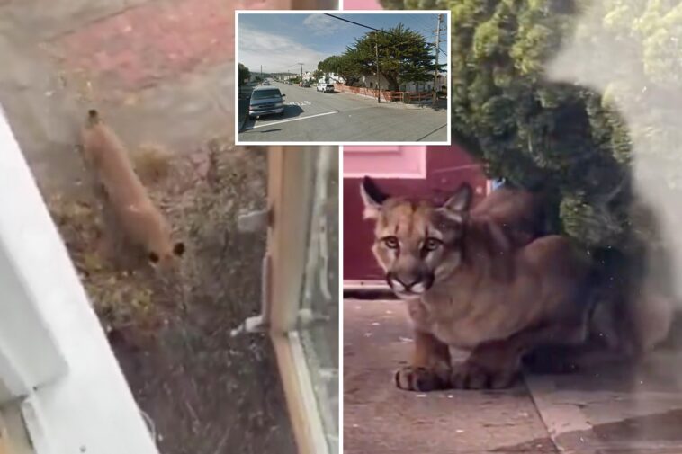 mountain-lion-spotted-prowling-in-san-francisco-yards-as-officials-issue-warning-to-neighbors