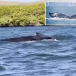 massive-humpback-whale-makes-rare-appearance-in-california-river
