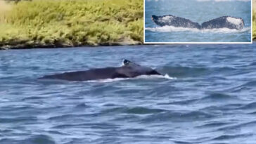 massive-humpback-whale-makes-rare-appearance-in-california-river