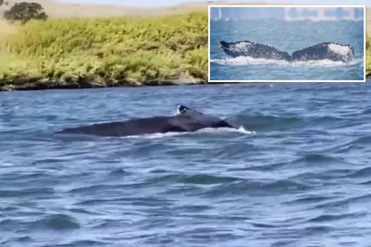 massive-humpback-whale-makes-rare-appearance-in-california-river
