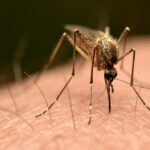 third-person-dies-after-mosquito-is-reportedly-trapped-on-plane-to-germany-in-‘airport-malaria’-phenomenon