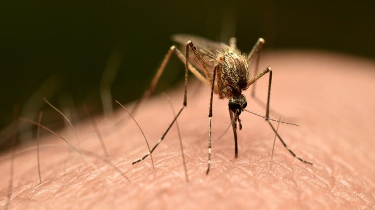 third-person-dies-after-mosquito-is-reportedly-trapped-on-plane-to-germany-in-‘airport-malaria’-phenomenon