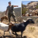 california-marines-deploy-goats-in-first-of-its-kind-wildfire-program