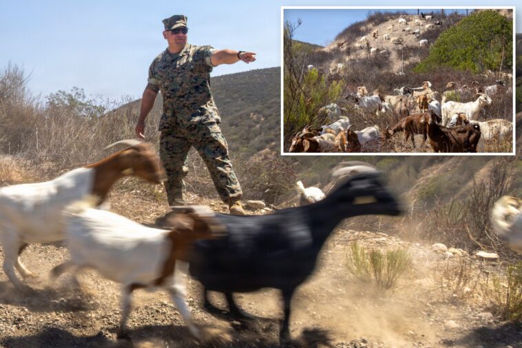 california-marines-deploy-goats-in-first-of-its-kind-wildfire-program