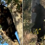 california-schools-locked-down-after-black-bear-wanders-onto-campus