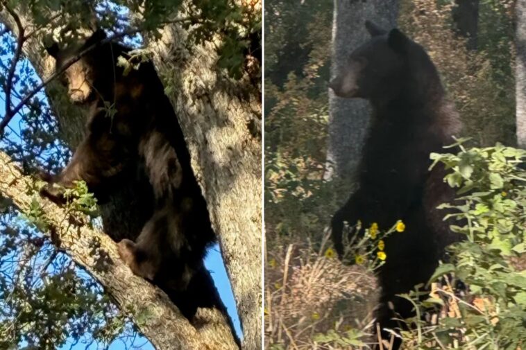 california-schools-locked-down-after-black-bear-wanders-onto-campus