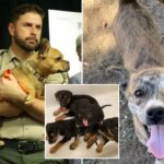 la-animal-hoarder-faces-25-years-in-prison-after-seizure-of-300-dogs-and-cats