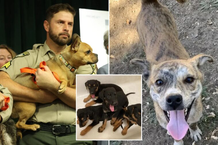 la-animal-hoarder-faces-25-years-in-prison-after-seizure-of-300-dogs-and-cats
