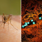 cases-of-west-nile-virus-soar-in-nyc,-surpassing-total-number-in-2025