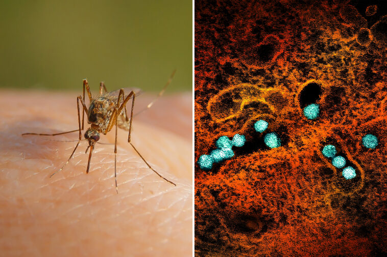 cases-of-west-nile-virus-soar-in-nyc,-surpassing-total-number-in-2025