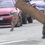 mountain-lion-caught-on-camera-evading-capture-in-san-francisco-before-being-tranquilized,-released