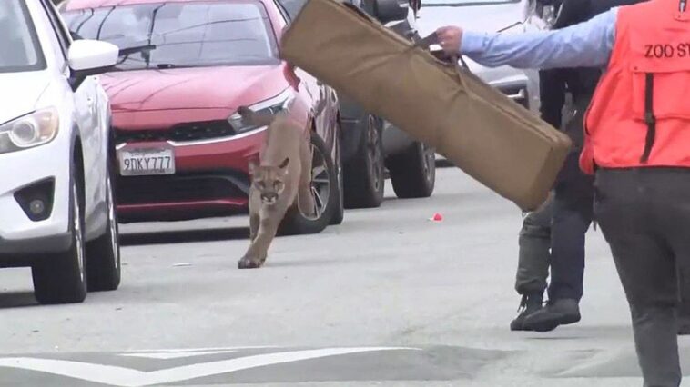 mountain-lion-caught-on-camera-evading-capture-in-san-francisco-before-being-tranquilized,-released