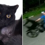 horrifying-footage-shows-serial-cat-killer-shooting-stray-after-getting-off-e-bike