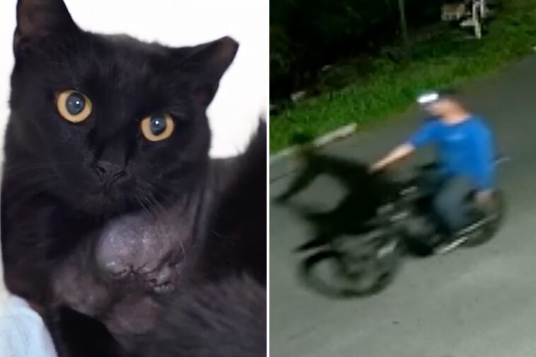 horrifying-footage-shows-serial-cat-killer-shooting-stray-after-getting-off-e-bike