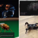 fruit-fly-beats-advanced-ai-at-chess-in-just-11-moves-—-and-that’s-just-the-start
