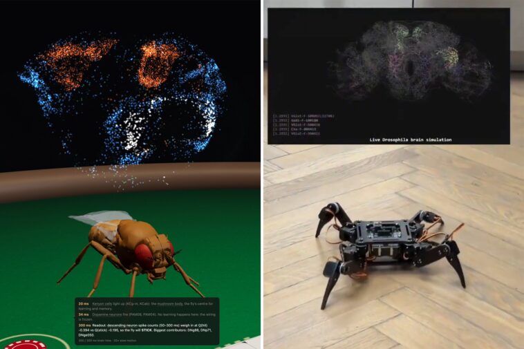 fruit-fly-beats-advanced-ai-at-chess-in-just-11-moves-—-and-that’s-just-the-start