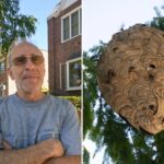 nyc-refuses-to-remove-massive-hornets’-nest-from-queens-tree,-tells-terrified-residents-to-foot-the-bill