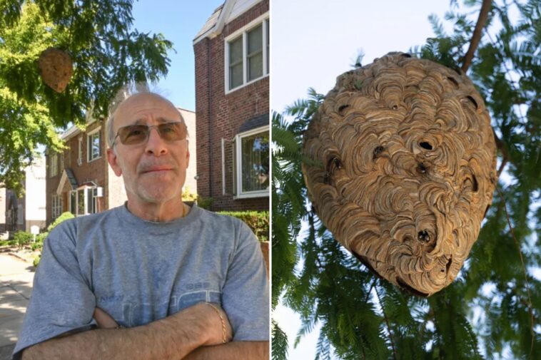 nyc-refuses-to-remove-massive-hornets’-nest-from-queens-tree,-tells-terrified-residents-to-foot-the-bill