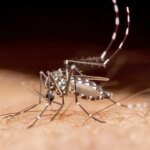 tropical-disease-spread-by-mosquitoes-claims-first-recorded-death-in-southern-us-state