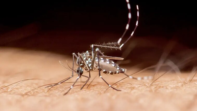 tropical-disease-spread-by-mosquitoes-claims-first-recorded-death-in-southern-us-state