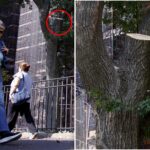 tree-limb-that-fell-onto-nyc-hot-dog-vendor-was-inspected-days-earlier-—-as-inspections-drop-drastically-from-2025