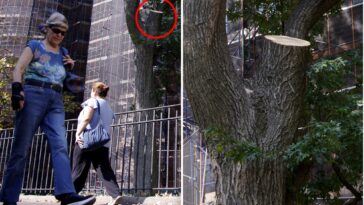 tree-limb-that-fell-onto-nyc-hot-dog-vendor-was-inspected-days-earlier-—-as-inspections-drop-drastically-from-2025