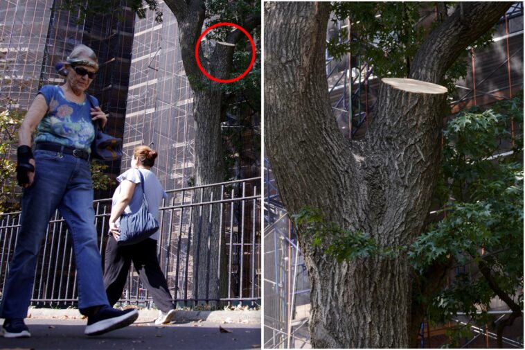 tree-limb-that-fell-onto-nyc-hot-dog-vendor-was-inspected-days-earlier-—-as-inspections-drop-drastically-from-2025