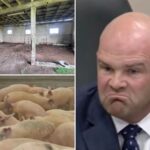 california-neighbors-revolt-over-proposed-slaughterhouse-they-fear-will-bring-blood,-noise-and-stench-to-their-doorstep