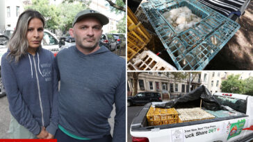 hundreds-of-dead-chickens-found-abandoned-in-nyc-u-hauls:-cops-and-activists