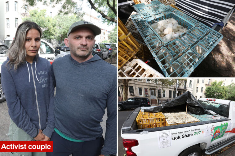 hundreds-of-dead-chickens-found-abandoned-in-nyc-u-hauls:-cops-and-activists