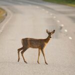 nj-woman-struck-by-car-—-while-trying-to-help-deer-hit-by-another-car