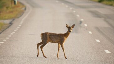nj-woman-struck-by-car-—-while-trying-to-help-deer-hit-by-another-car