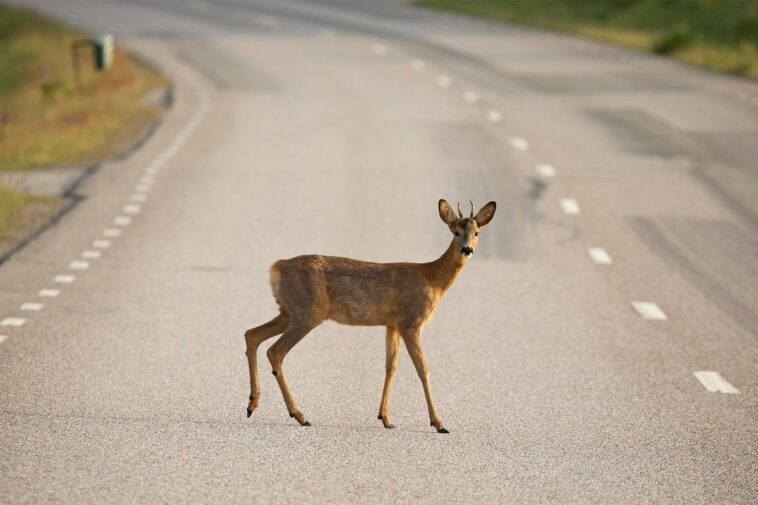 nj-woman-struck-by-car-—-while-trying-to-help-deer-hit-by-another-car