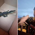 crocodile-found-on-long-island-nature-preserve-walking-trail-—-$1k-offered-for-arrest-in-illegal-dumping