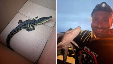 crocodile-found-on-long-island-nature-preserve-walking-trail-—-$1k-offered-for-arrest-in-illegal-dumping